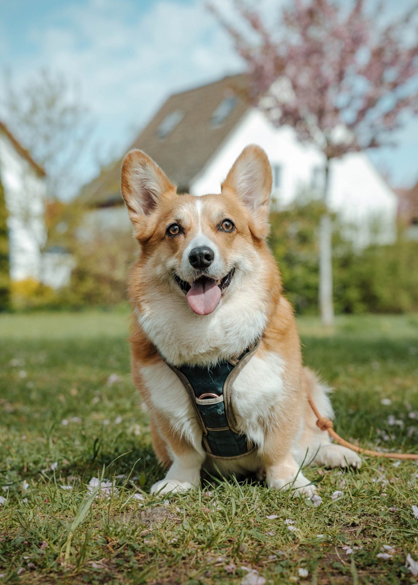 Lächelnder Corgi im Gras, mit blühenden Bäumen und einem Haus im Hintergrund.