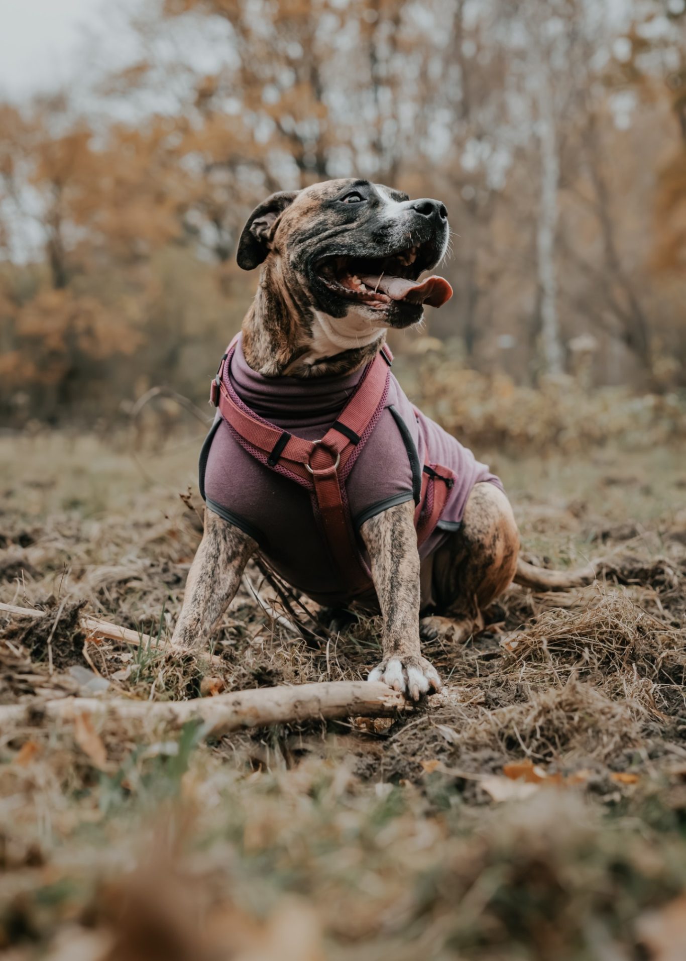 Ein brauner Hund mit pinkem Geschirr sitzt im Freien und genießt die Natur.
