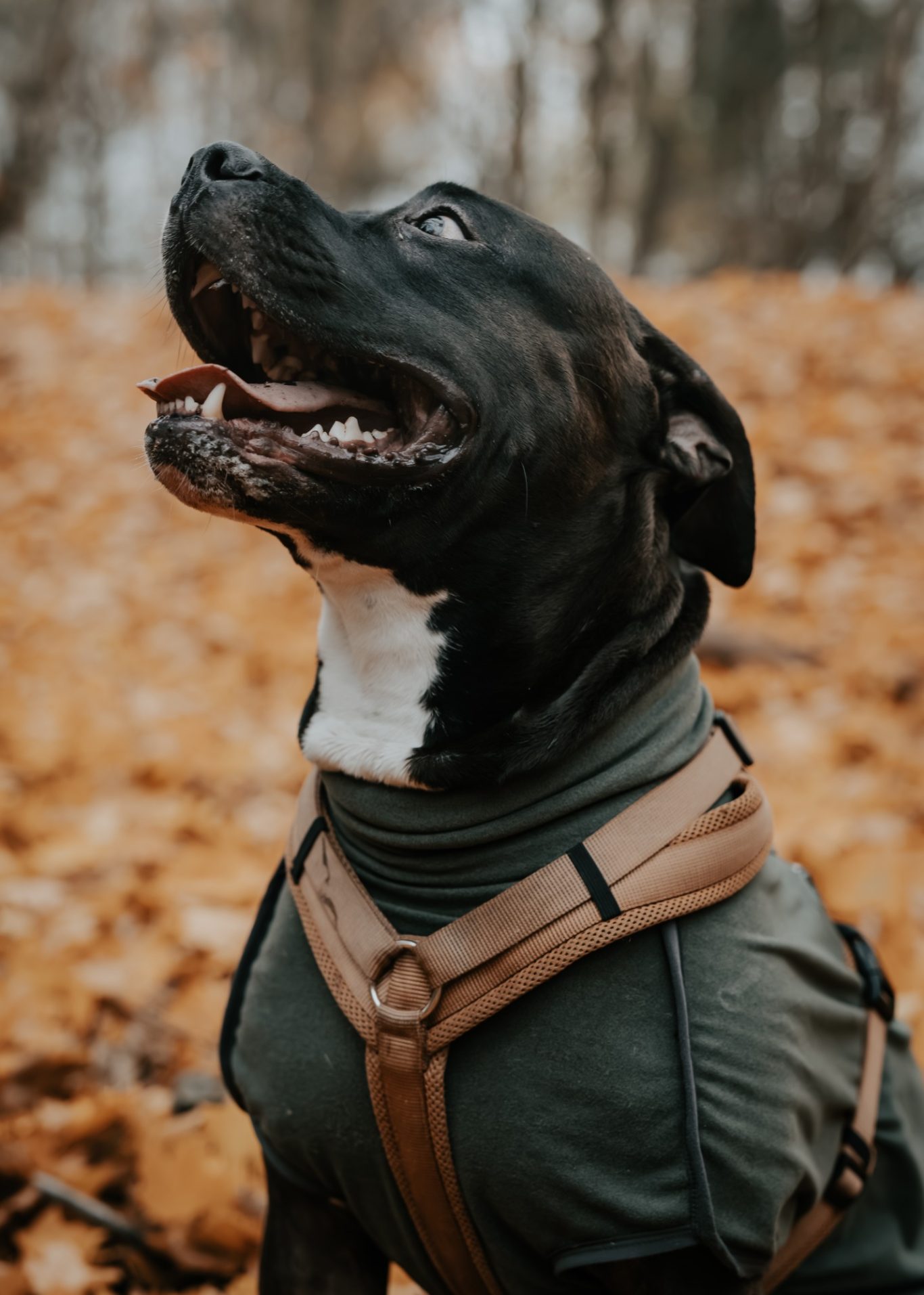 Ein glücklicher Hund in einem grünen Geschirr, sitzt vor einer herbstlichen, blätterbedeckten Landschaft.