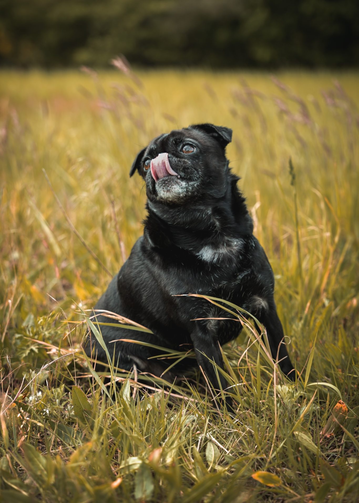 Schwarzer Mops sitzt in hohem Gras und leckt sich über die Schnauze.