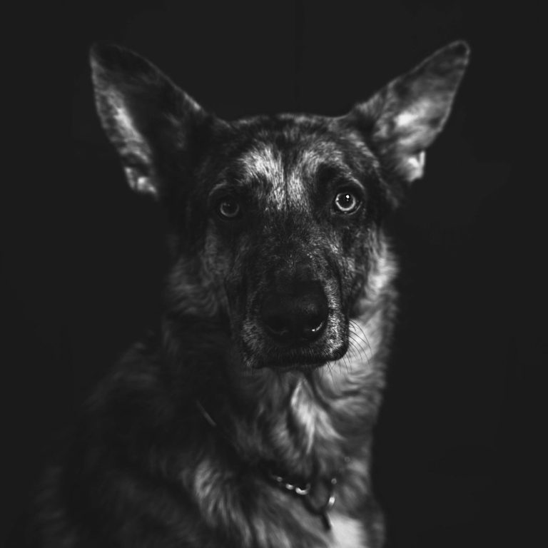 Ein Schäferhund schaut direkt in die Kamera vor schwarzem Hintergrund.
