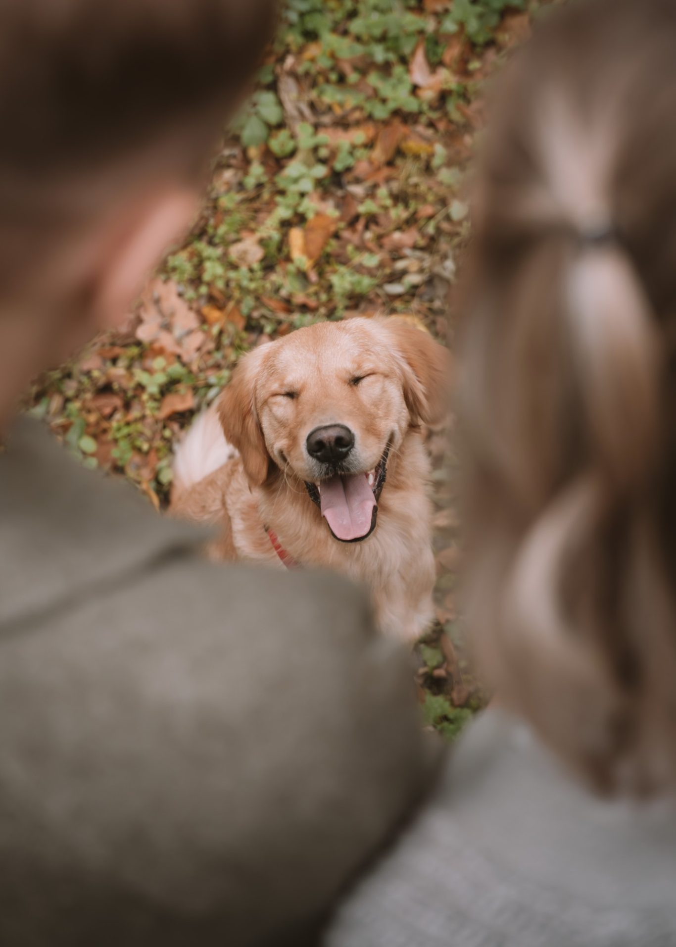 Lächelnder Golden Retriever sitzt auf dem Boden zwischen zwei Personen im Hintergrund.